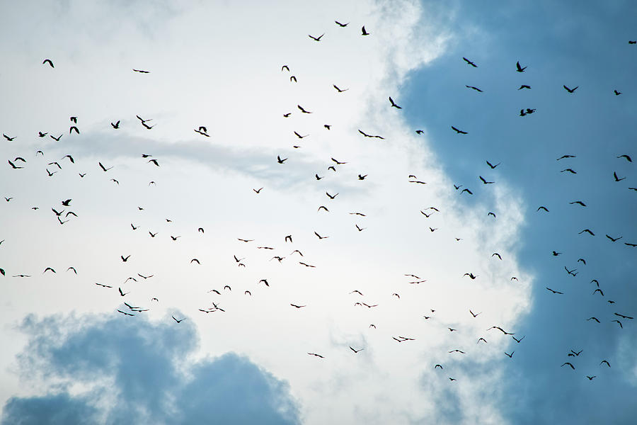 Crows Flying Home Photograph by William Tasker | Fine Art America