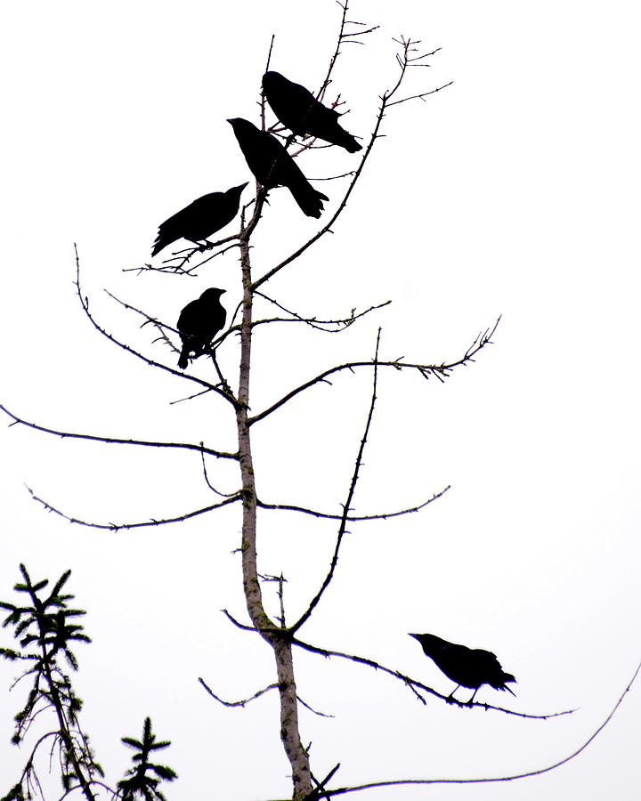 A Murder of Crows Photograph by Ken Stampfer