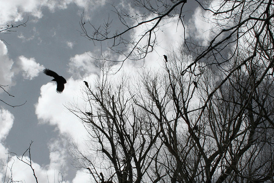 Crows in Cottonwoods Photograph by Ric Bascobert