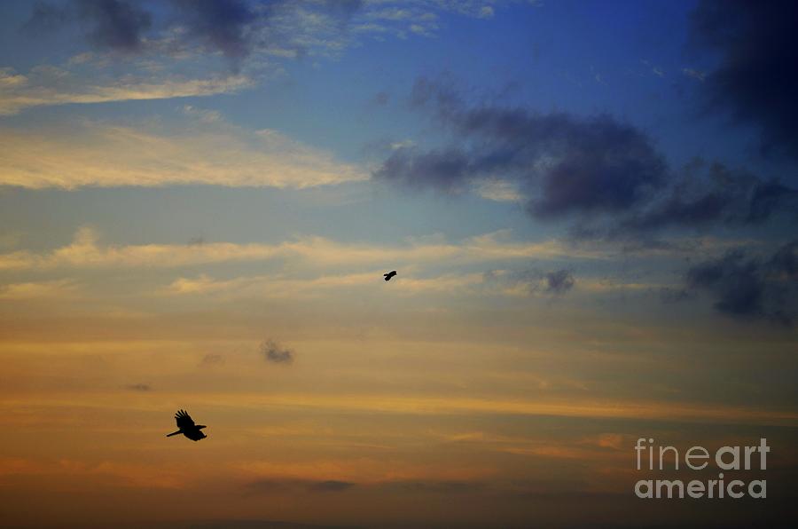 Crow Photograph - Crows in Flight by Dean Harte