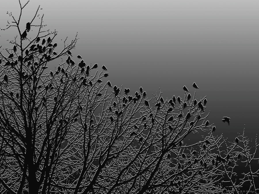 Crows in Trees in Charcoal Digital Art by Celtic Artist Angela Dawn MacKay