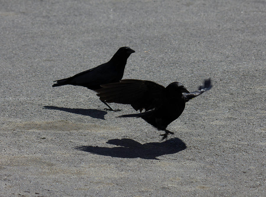 Crows Landing on Pavement Photograph by Donna L Munro