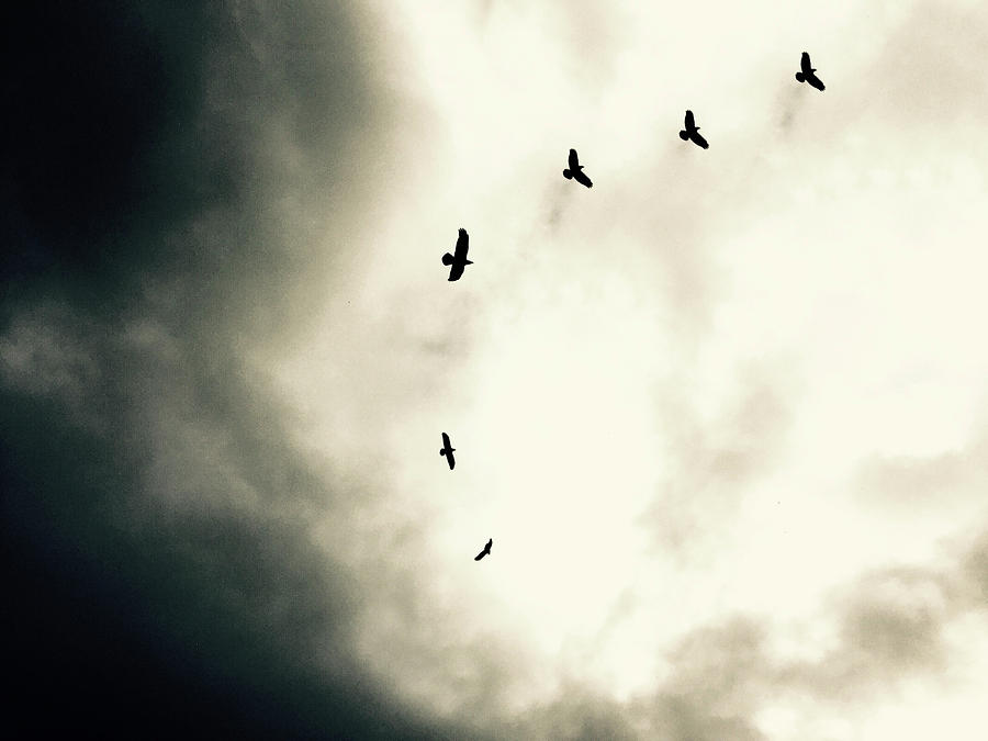 crows on christmas eve by Michael Van Huffel crows on christmas eve by Michael Van Huffel