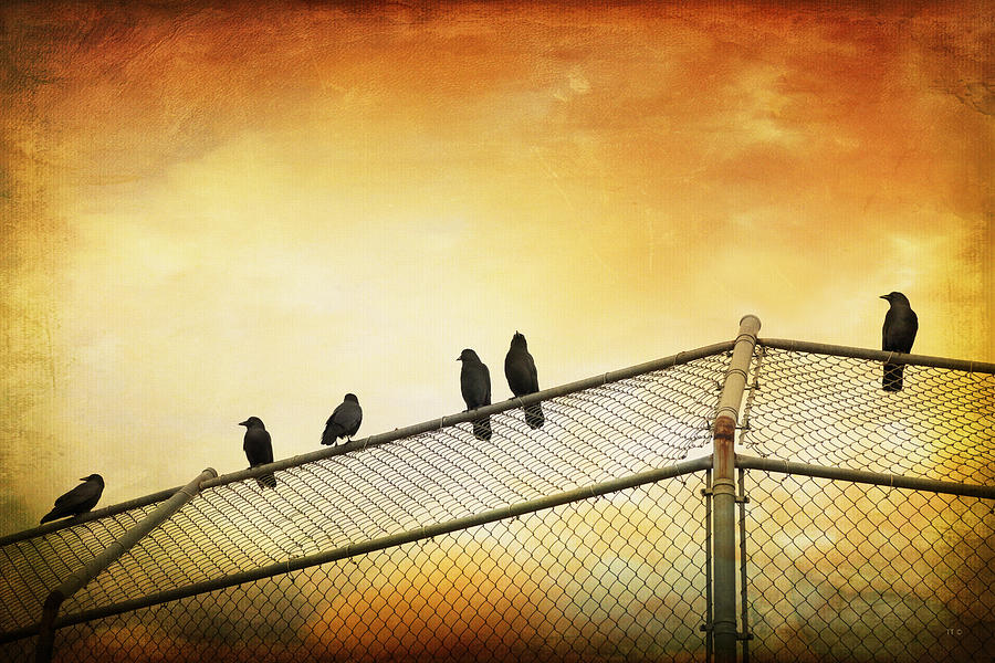 Crows On The Backstop Photograph by Theresa Tahara