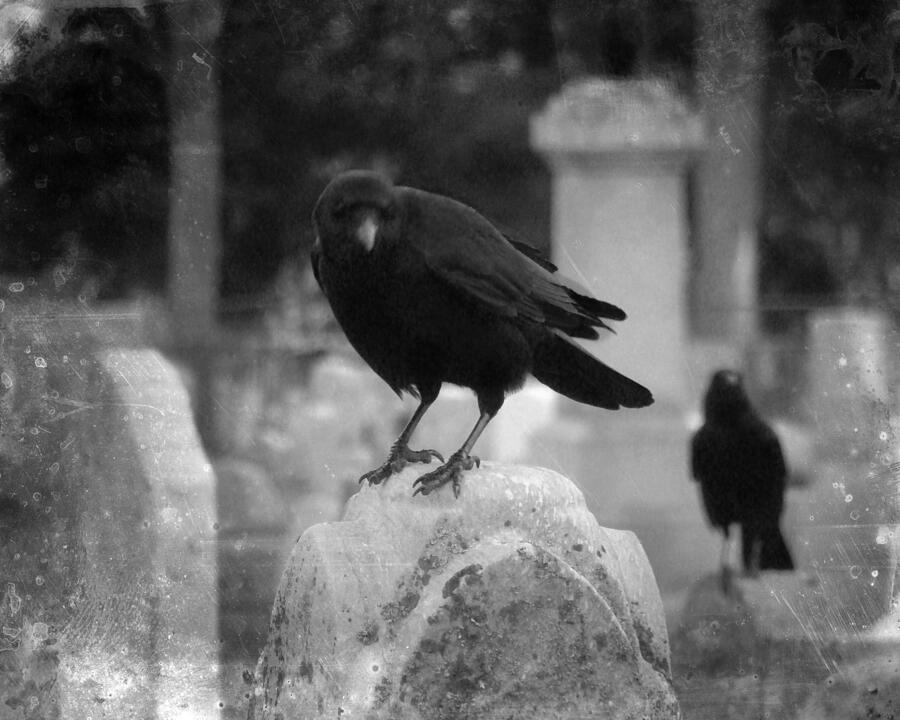 Crows On Tombstones Photograph by Gothicrow Images - Fine Art America