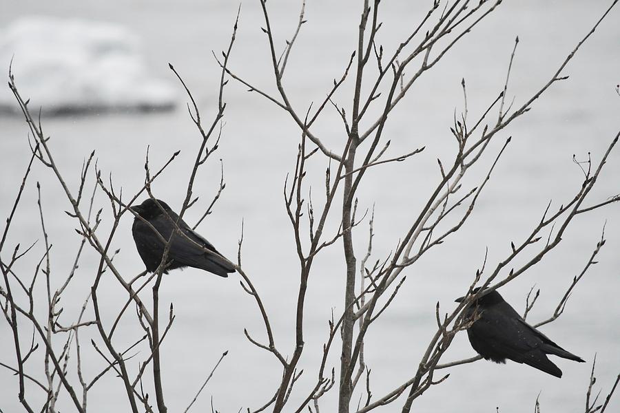 Crows Sitting in Tree Photograph by Hella Buchheim