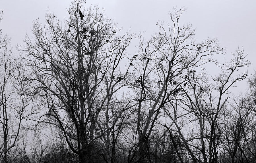 Crows time to roost Photograph by Denise Beverly