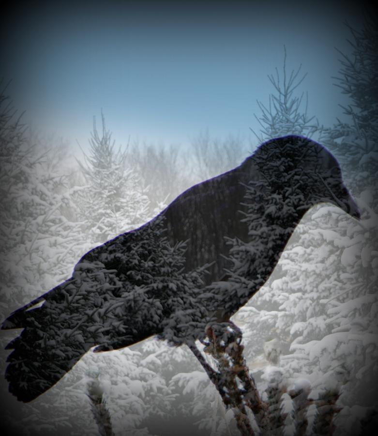 Crows Winter Shadow Photograph by Kimberly Woyak