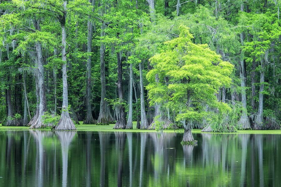 Cypress Swamp Photograph by Paul Malcolm