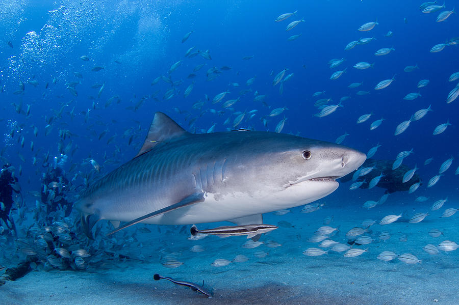 Sharks Photograph - Cruising In The Blue by Ricardo  Ramos