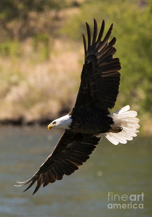 Eagle Photograph - Cruising the River by Michael Dawson
