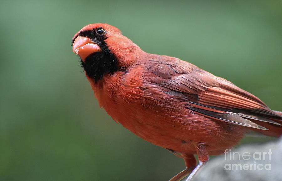 Crumbs in the Beak of a Cardinal Bird on a Rock Photograph by DejaVu Designs
