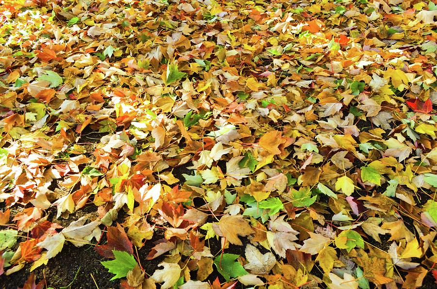 Crunchy Autumn Leaves Photograph by Aparna Tandon
