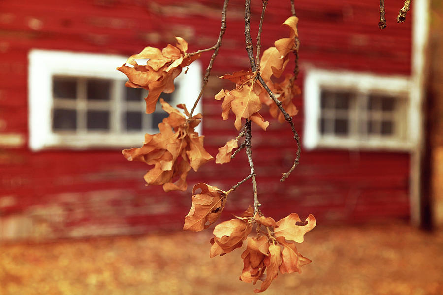 Crunchy Leaves and the little red barn Photograph by Toni Hopper