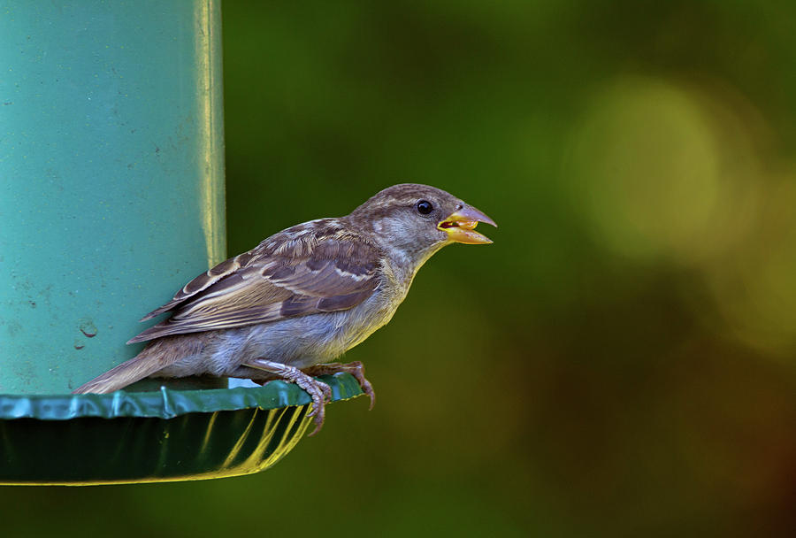 Sparrow Photograph - Crunchy Munchy - House Sparrow - Passer domesticus by Spencer Bush