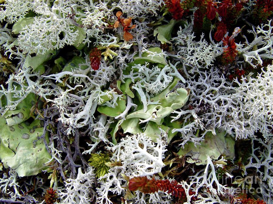 Crushed Lichen Photograph by Ron Bissett