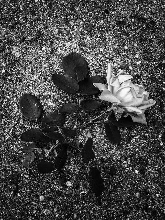 Crushed White Rose Photograph by Cate Franklyn