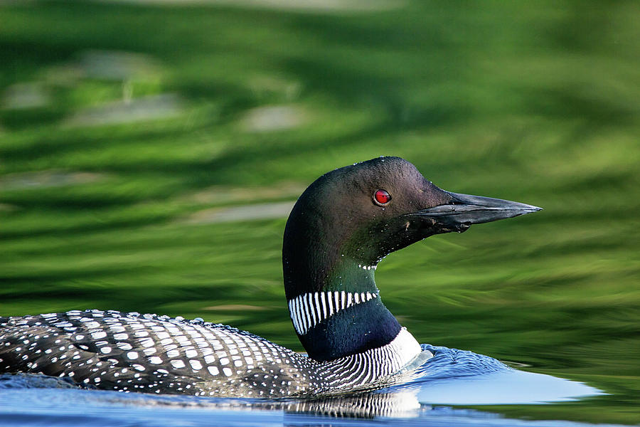 Crusing emerald waters - Common Loon - Gavia Immer Photograph by Spencer Bush