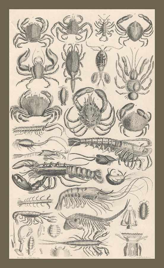 John James Audubon Drawing - Crustacea by Dreyer Wildlife Print Collections 
