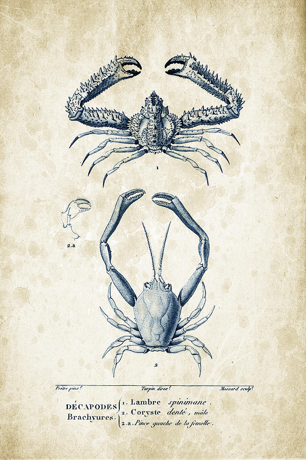 Crabs Digital Art - Crustaceans - 1825 - 01 by Aged Pixel Crabs Digital Art - Crustaceans - 1825 - 01 by Aged Pixel