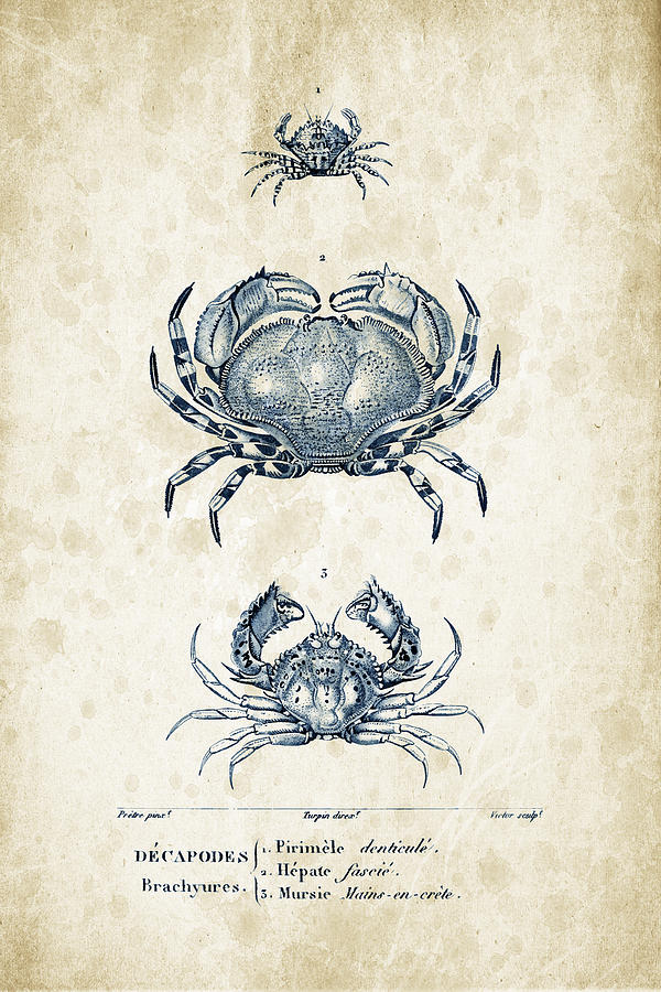 Nature Digital Art - Crustaceans - 1825 - 07 by Aged Pixel