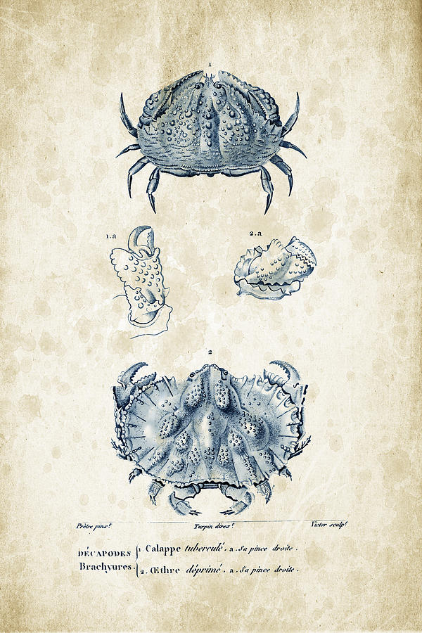 Crabs Digital Art - Crustaceans - 1825 - 08 by Aged Pixel Crabs Digital Art - Crustaceans - 1825 - 08 by Aged Pixel