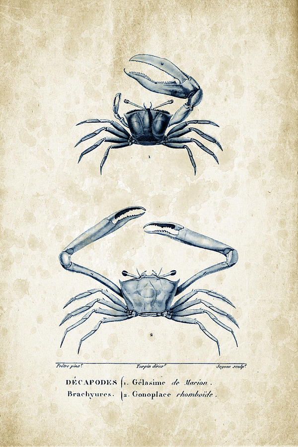 Crabs Digital Art - Crustaceans - 1825 - 11 by Aged Pixel Crabs Digital Art - Crustaceans - 1825 - 11 by Aged Pixel