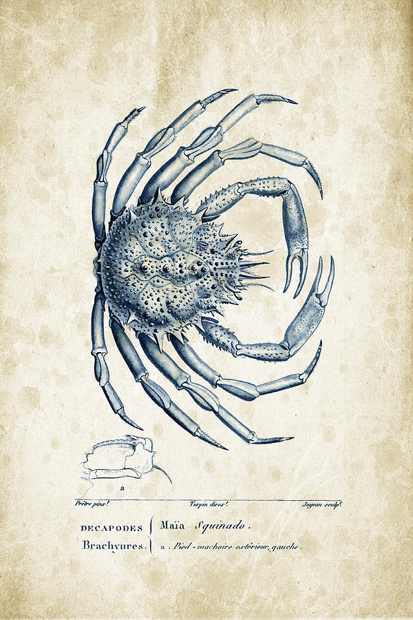 Nature Digital Art - Crustaceans - 1825 - 19 by Aged Pixel