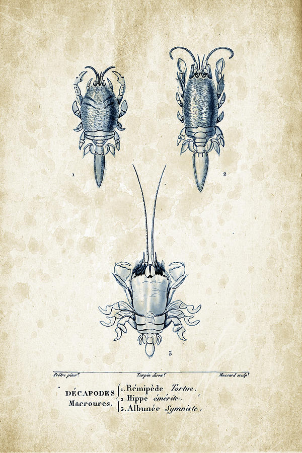 Nature Digital Art - Crustaceans - 1825 - 27 by Aged Pixel