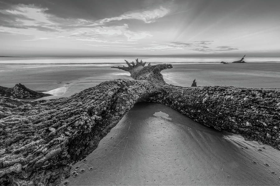 Crusty Treasure in Black and White Photograph by Debra and Dave Vanderlaan