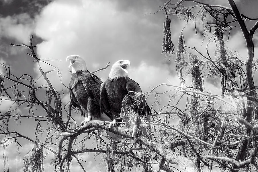 Cry Of The Bald Eagle Photograph