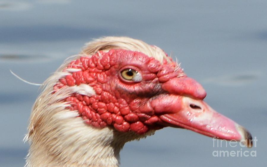 Crying Goose Photograph