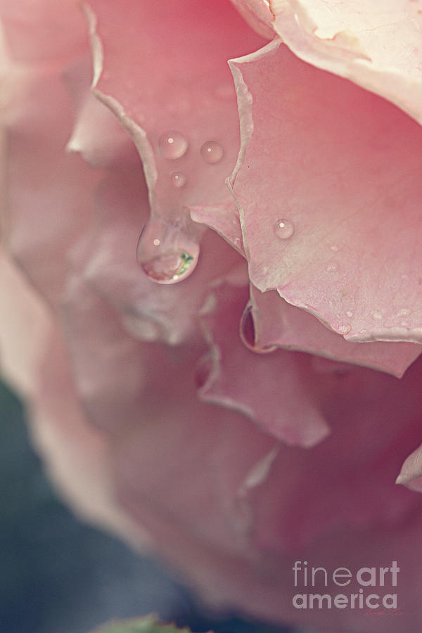 Rose Photograph - Crying in the Rain by Linda Lees
