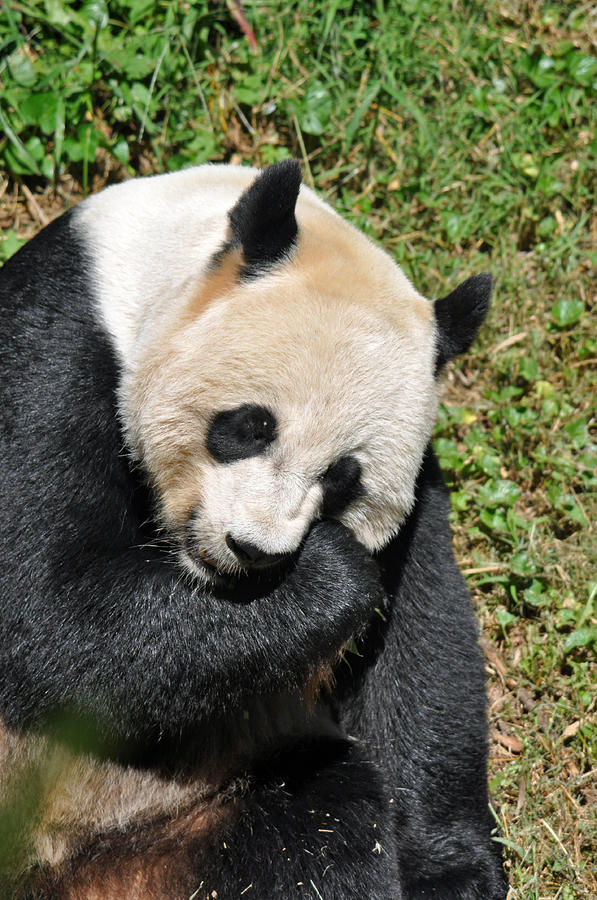 Crying Panda Photograph by Teresa Blanton