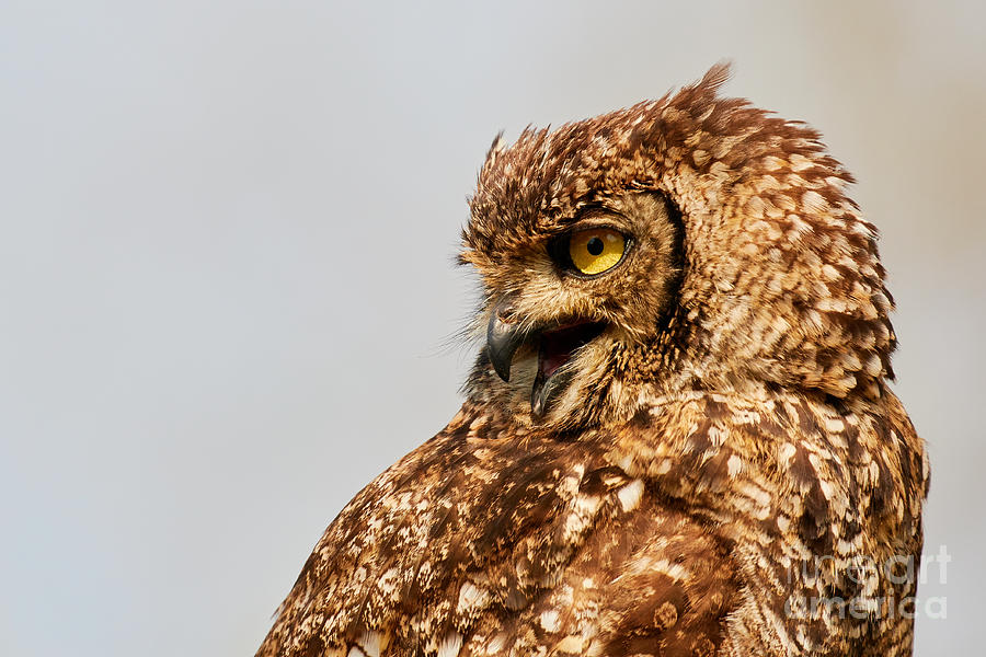 Crying Spotted eagle-owl  Photograph by Nick Biemans