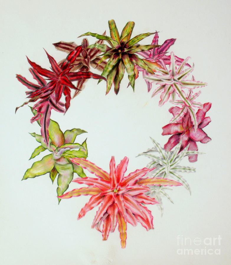 Cryptanthus wreath by Penrith Goff Cryptanthus wreath by Penrith Goff