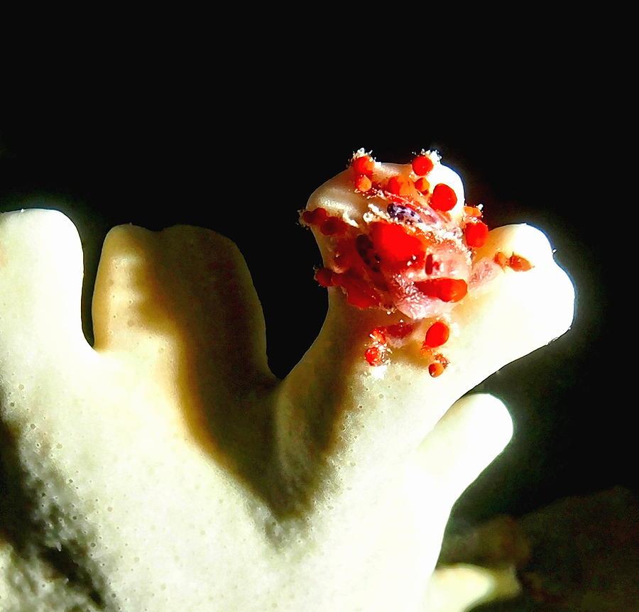 Cryptic Teardrop Crab at Night Photograph by Amy McDaniel