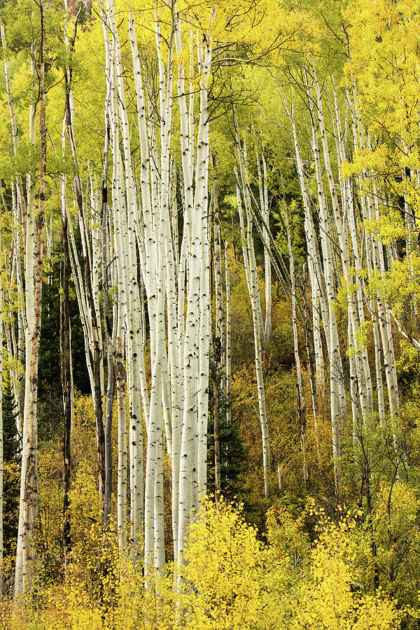 Fall Photograph - Crystal Aspens by Wasatch Light