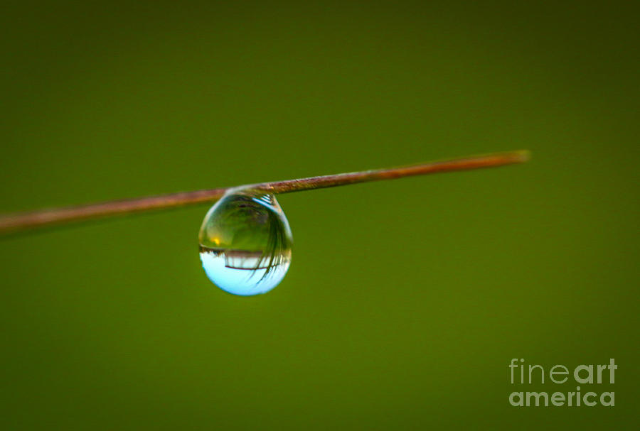 Crystal Clear Dew Drop Photograph by Tom Claud