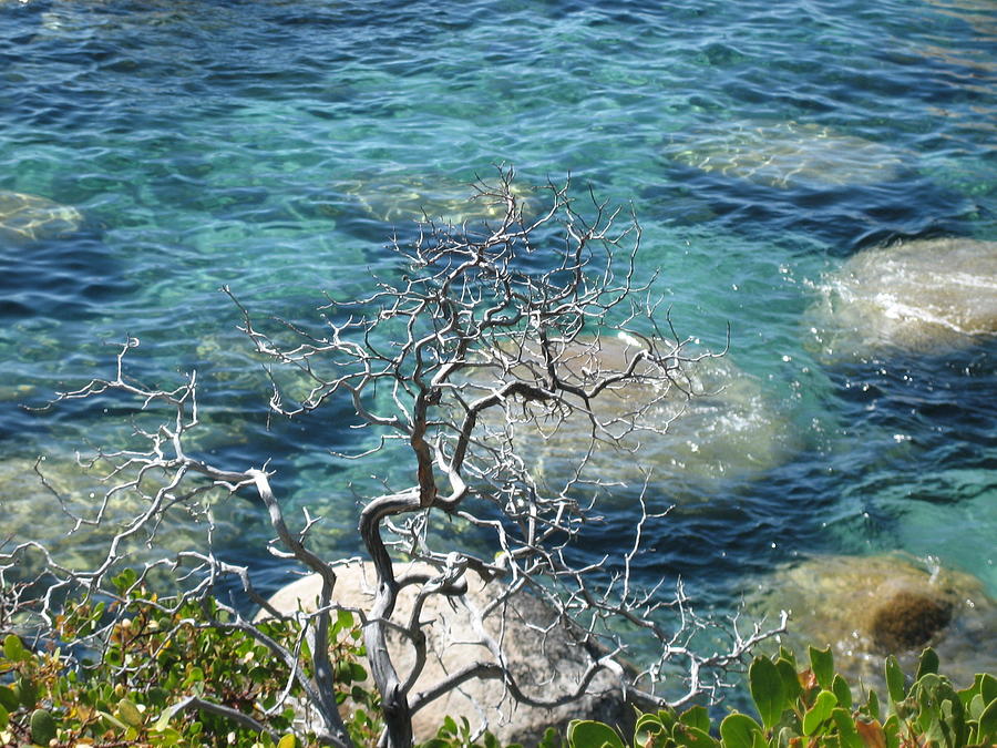 Crystal Clear Lake Tahoe Photograph By Lydia Jenks