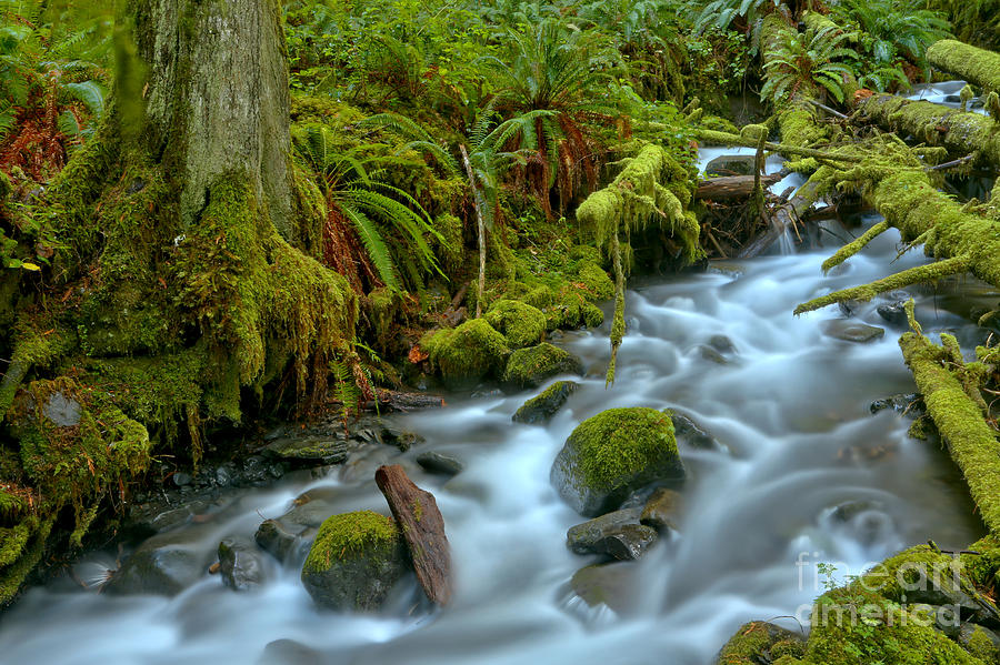 Crystal Clear Water Through The Rainforest Photograph by Adam Jewell ...