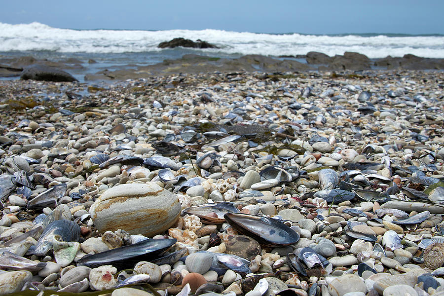 Crystal Cove Rocky shore with shells Photograph by Sheila Fitzgerald ...