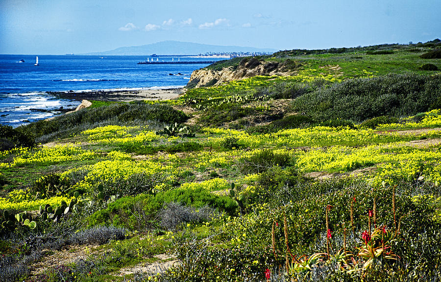 Crystal Cove State Park Photograph by Joseph Hollingsworth