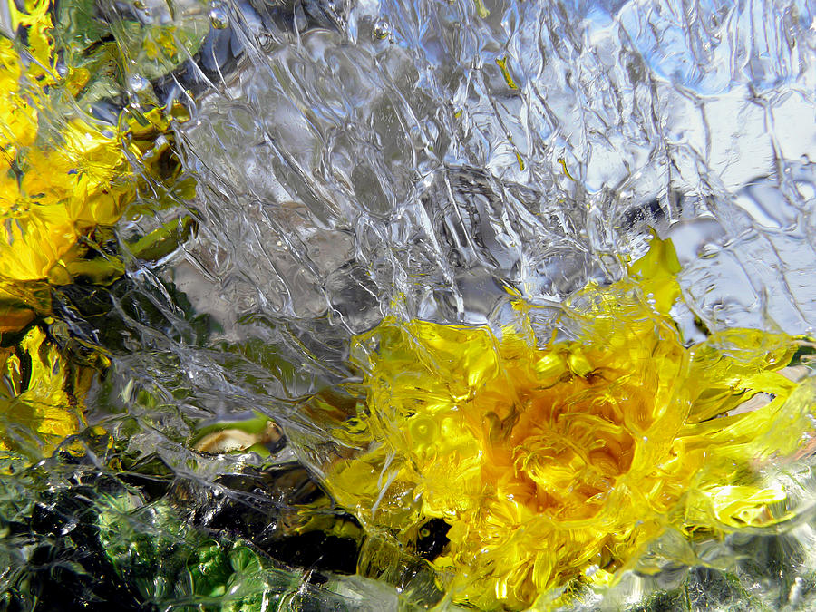 Crystal Flowers Photograph by Sami Tiainen
