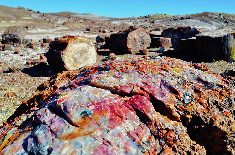 Crystal Forest Petrified Forest Photograph by Kyle Hanson