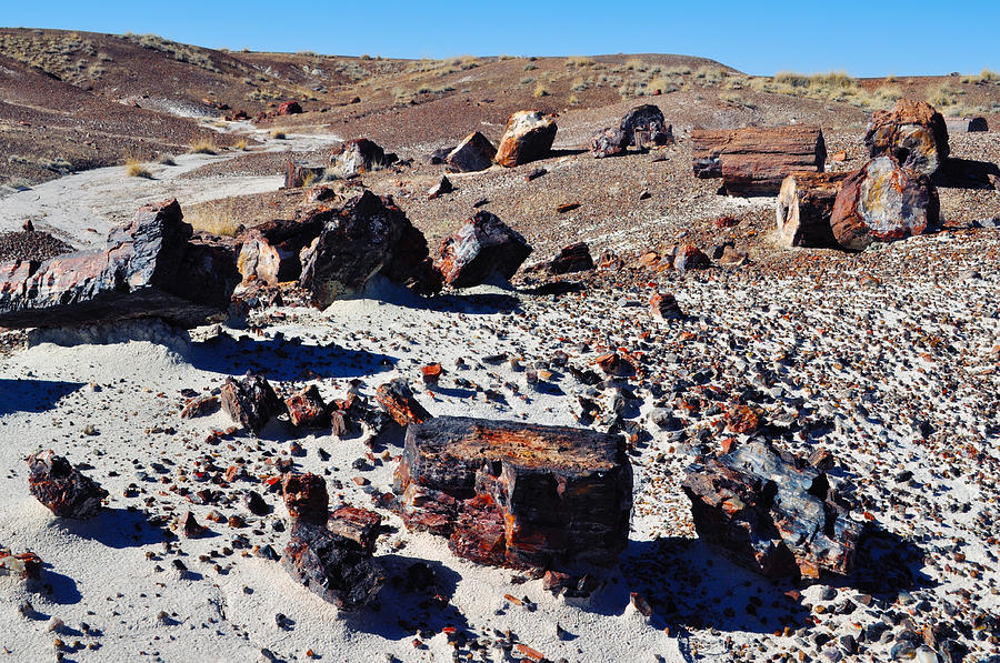 Crystal Forest Petrified Forest National Park Photograph by Kyle Hanson