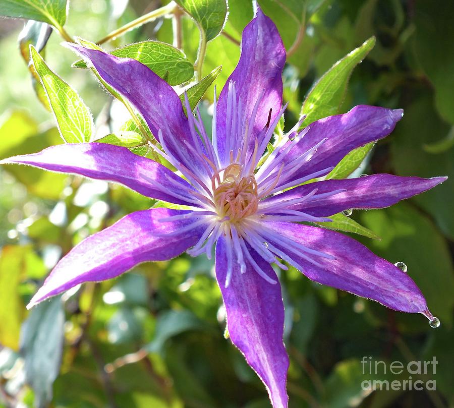 Crystal Fountain Clematis and Water Droplets Photograph by Cindy Treger ...