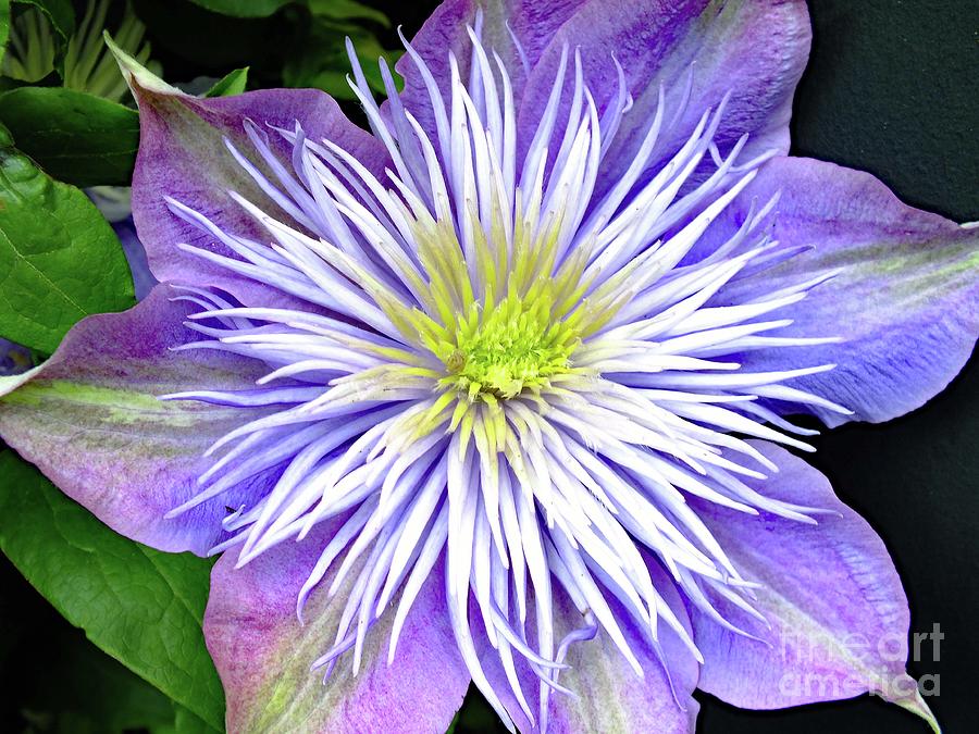 Beautiful Crystal Fountain Clematis Photograph by Cindy Treger