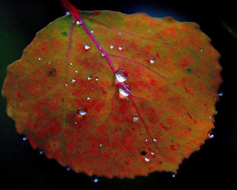 Crystal Leaves Photograph by Al Swasey