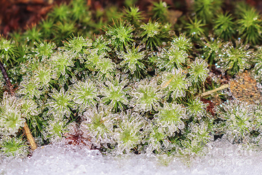 Crystal moss Photograph by Claudia M Photography